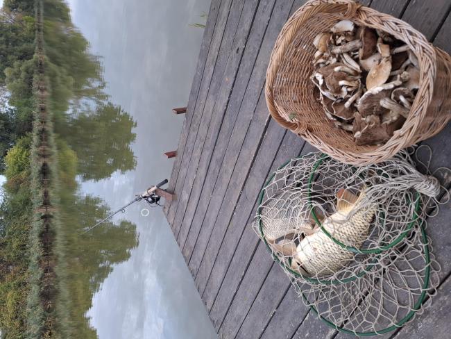 Pontyok és a közeli erdőben szedett gombák